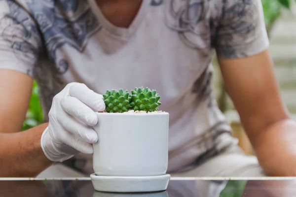 Homme Portant Des Gants Blancs Décorer Cactus Dans Petit Pot — Photo