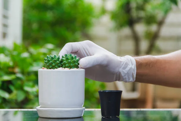 Homme Portant Des Gants Blancs Décorer Cactus Dans Petit Pot — Photo
