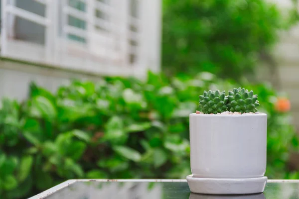 Cactus Petit Pot Blanc Mis Sur Table Miroir Avec Fond — Photo