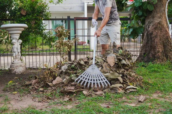 Manusia Menggunakan Burung Harrow Mengumpulkan Daun Pohon Rumah Taman Untuk Stok Foto