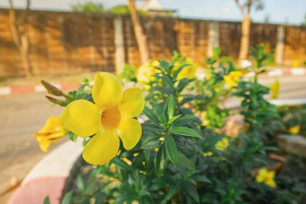 Allamanda Cathartica Flower Garden Day Time — Stock Photo, Image