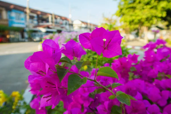 Bougainvillea Flower Bloom Garden Day Time — Stock Photo, Image