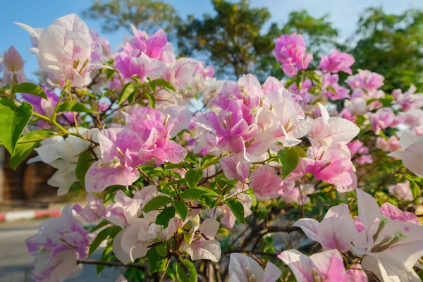 Bougainvillea Flower Bloom Garden Day Time — Stock Photo, Image