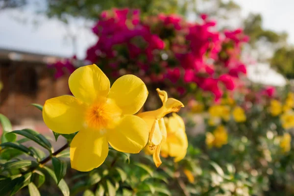 Allamanda Cathartica Flower Garden Day Time — Stock Photo, Image