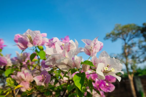 Bougainvillea Flower Bloom Garden Day Time — Stock Photo, Image