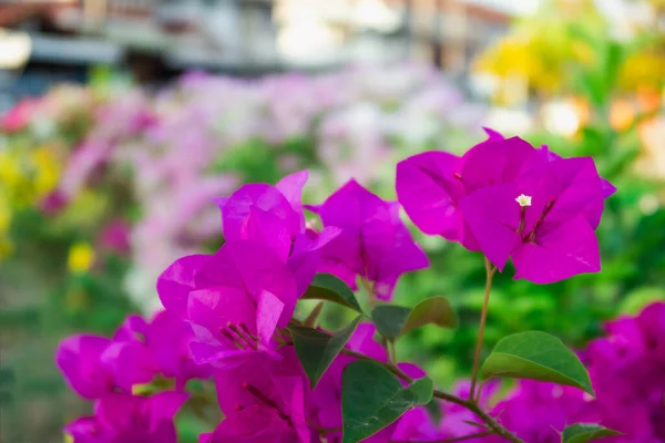 Bougainvillea Flower Bloom Garden Day Time — Stock Photo, Image