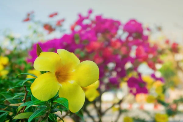 Allamanda Cathartica Flower Garden Day Time — Stock Photo, Image