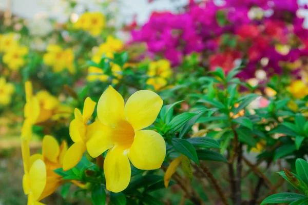 Allamanda Cathartica Flower Garden Day Time — Stock Photo, Image