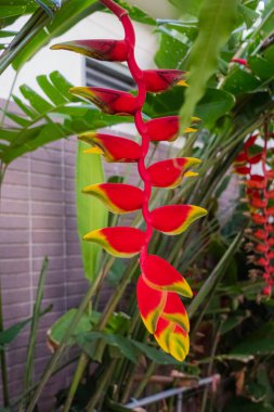 Heliconia Rostrata Bahçedeki dala tutun