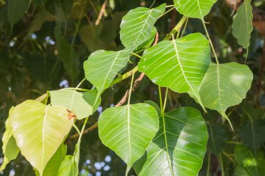 ağaç yapraklarda Pho