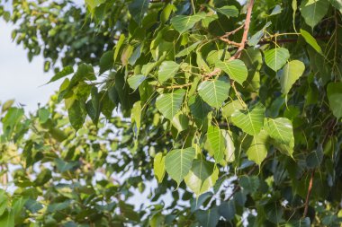 ağaç yapraklarda Pho