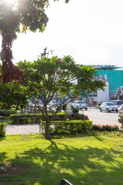 yeşil çimenlerin üzerinde gölge ağacı