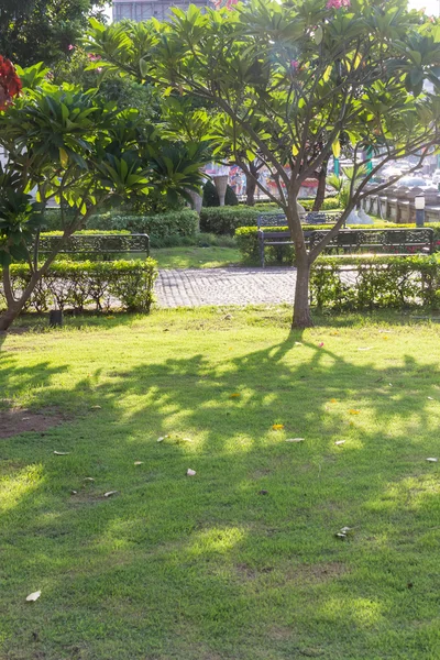 Yeşil çimenlerin üzerinde gölge ağacı — Stok fotoğraf