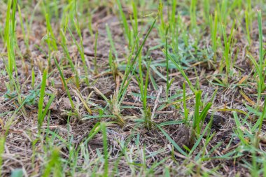 Küçük yeşil çim