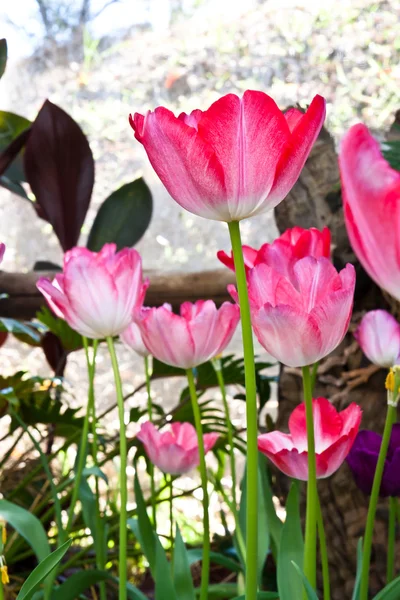 Beautiful tulip pink flowers