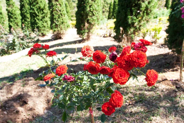 Hermosas rosas rojas en el parque — Foto de Stock