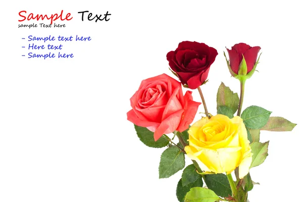 Un bouquet di rose multicolori — Foto Stock