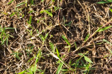 Küçük yeşil çim