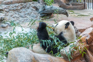 Panda Hayvanat Bahçesi