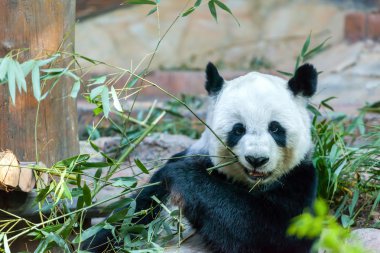 Panda Hayvanat Bahçesi