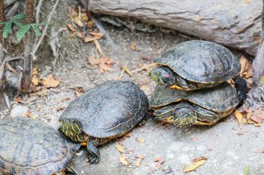 Kaplumbağa Hayvanat Bahçesi