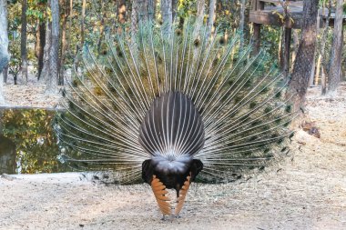 Hayvanat Bahçesi güzel tavus kuşu