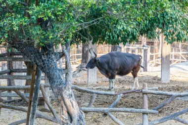 Hayvanat Bahçesi siyah gülbay