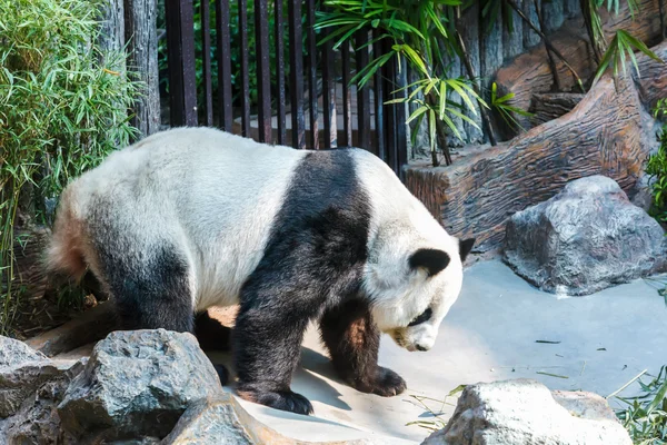 Panda no zoológico — Fotografia de Stock