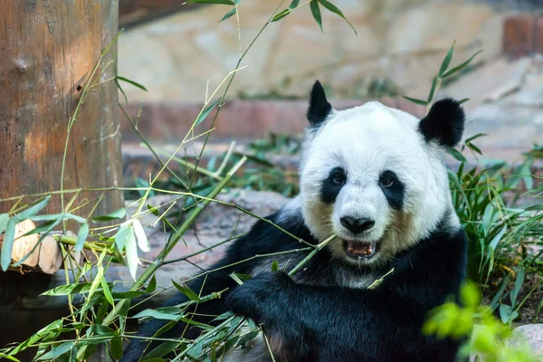 Panda en el zoológico —  Fotos de Stock