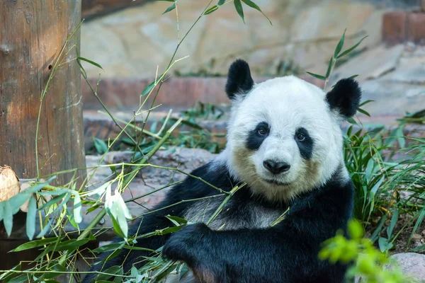 Panda állatkertben — Stock Fotó
