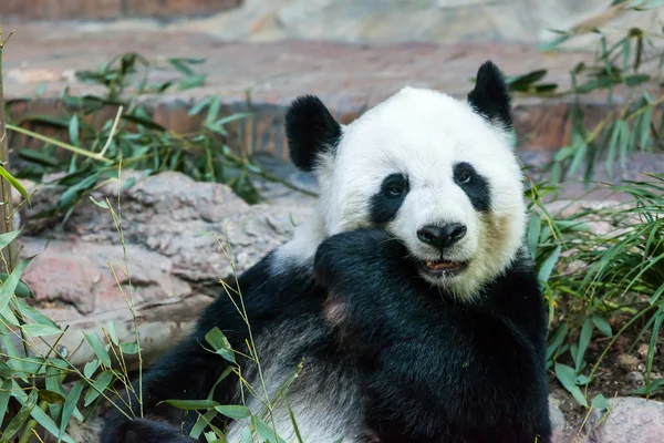 Panda no zoológico — Fotografia de Stock