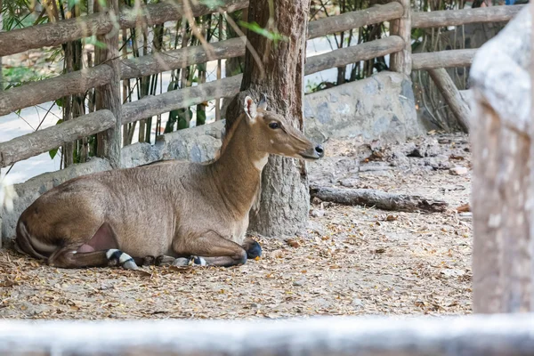 Nilgai Hayvanat Bahçesi