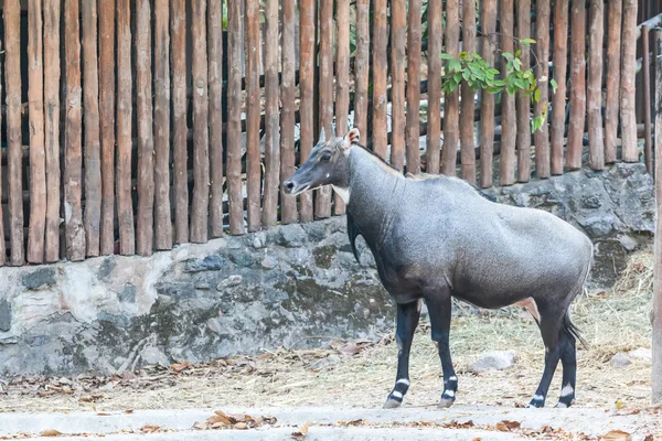 Nilgai v zoo — Stock fotografie