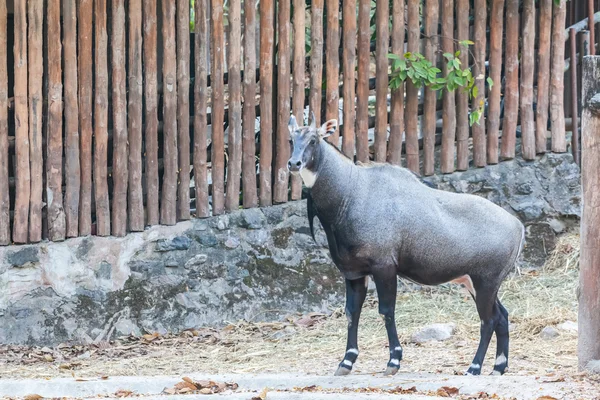 Nilgai Hayvanat Bahçesi