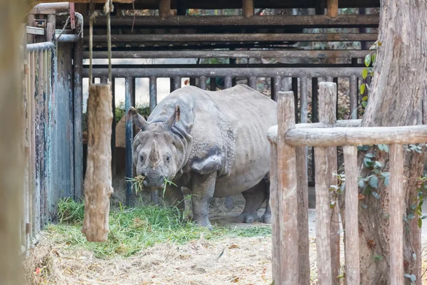 Rhinoceros in zoo — Stock Photo, Image