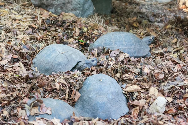 Черепаха в зоопарке — стоковое фото
