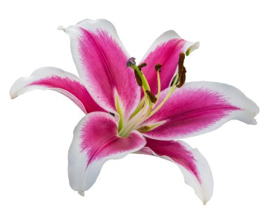 izole dahlia çiçeği 