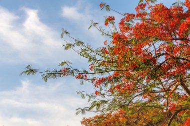 çiçekli ağaçlar, gökyüzü