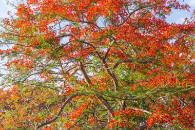 çiçekli ağaçlar, gökyüzü