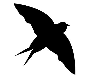 Beyaz bir arka plan üzerinde resimli yutmak