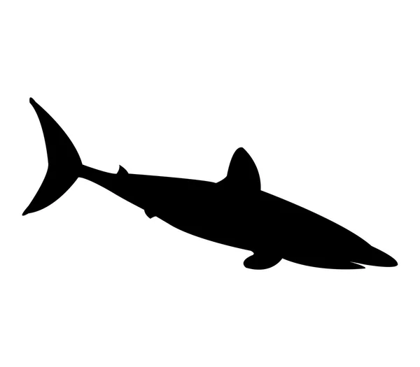 Shark shown on a white background — Stock Photo, Image