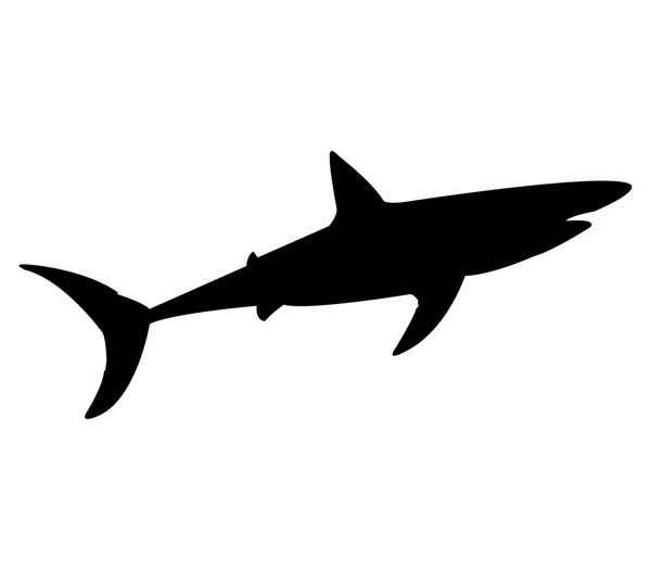 Shark shown on a white background — Stock Photo, Image