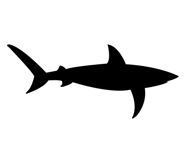 Shark shown on a white background — Stock Photo, Image