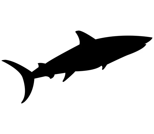 Shark shown on a white background — Stock Photo, Image