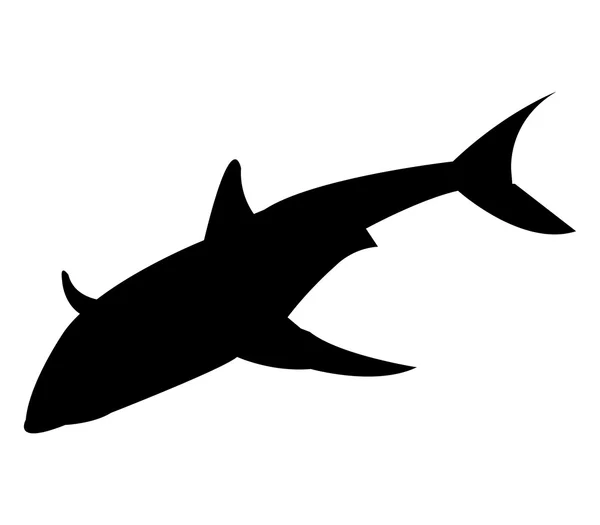 Shark shown on a white background — Stock Photo, Image