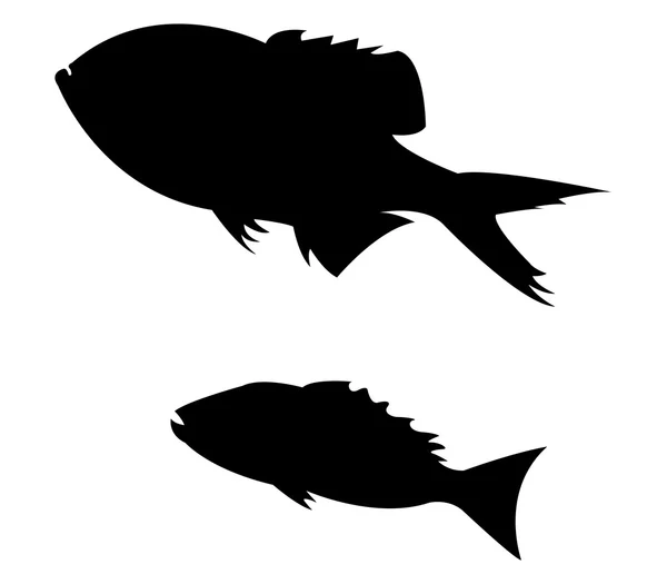 Beyaz arkaplanda balık — Stok fotoğraf