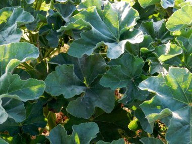 Bahçedeki dış mekan süs bitkileri