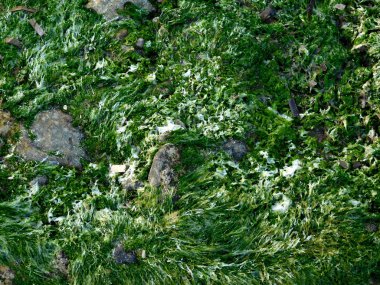 Denizde açık yosun