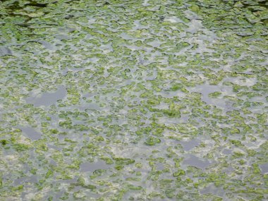 Denizde açık yosun