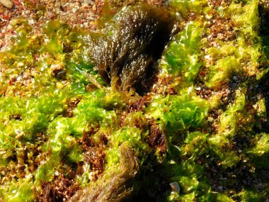 Denizde açık yosun